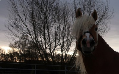LYOS AX DU NEBOUZAN, HAFLINGER