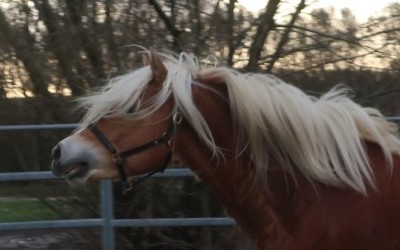 LYOS AX DU NEBOUZAN, HAFLINGER