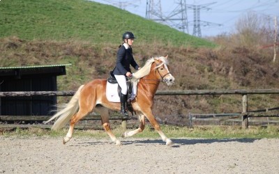 LYOS AX DU NEBOUZAN, HAFLINGER