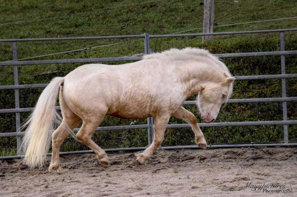 XTRA CREMIG VON KESSEN, SHETLAND, 11 ANS. XTRA CREMIG VON KESSEN, SHETLAND, 11 ANS.