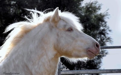 XTRA CREMIG VON KESSEN, SHETLAND, 11 ANS.