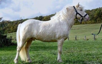 XTRA CREMIG VON KESSEN, SHETLAND, 11 ANS.