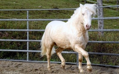 XTRA CREMIG VON KESSEN, SHETLAND, 11 ANS.