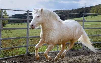 XTRA CREMIG VON KESSEN, SHETLAND, 11 ANS.