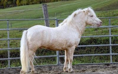 XTRA CREMIG VON KESSEN, SHETLAND, 11 ANS.