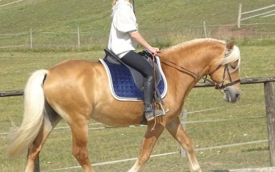 EVERY WINZ, HAFLINGER, 11 ANS.