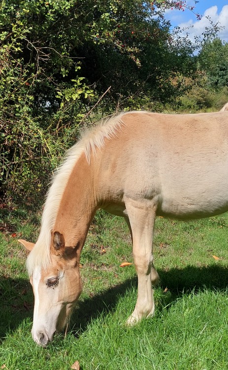PREMS WINZ DEL NAVAJO, HAFLINGER, FOAL PREMS WINZ DEL NAVAJO, HAFLINGER, FOAL