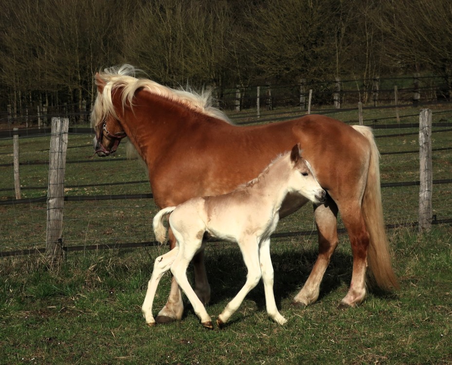 PREMS WINZ DEL NAVAJO, HAFLINGER, FOAL