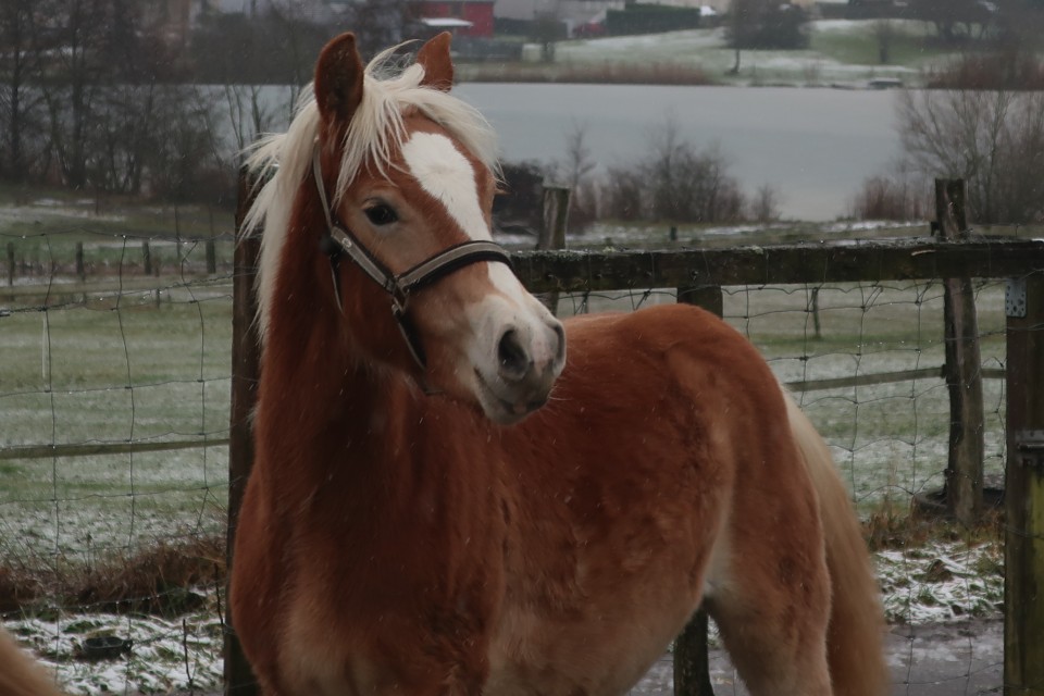 PREMS WINZ DEL NAVAJO, HAFLINGER, 1 AN