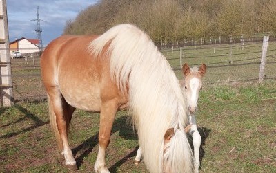 PREMS WINZ DEL NAVAJO, HAFLINGER, FOAL