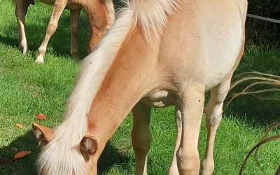 PREMS WINZ DEL NAVAJO, HAFLINGER, FOAL
