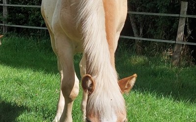 PREMS WINZ DEL NAVAJO, HAFLINGER, FOAL
