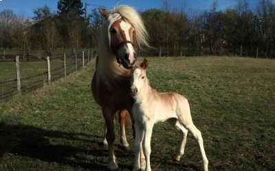 PREMS WINZ DEL NAVAJO, HAFLINGER, FOAL
