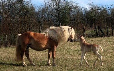 PREMS WINZ DEL NAVAJO, HAFLINGER, FOAL