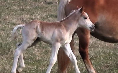 PREMS WINZ DEL NAVAJO, HAFLINGER, FOAL