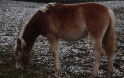 PREMS WINZ DEL NAVAJO, HAFLINGER, 1 AN