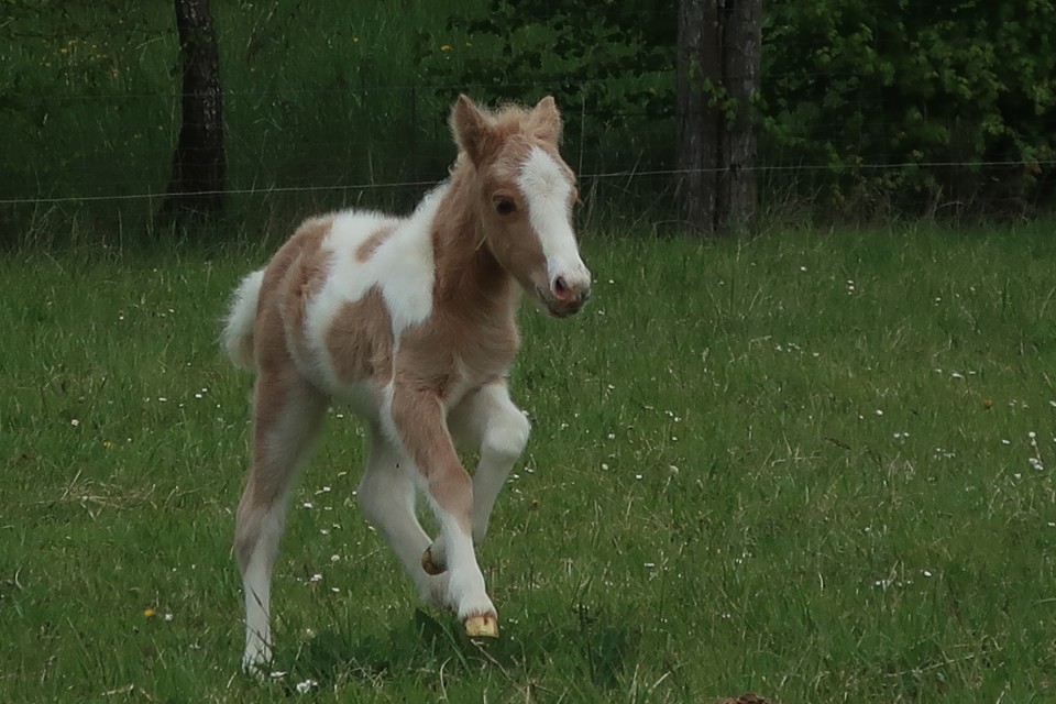 POMELO DEL NAVAJO, SHETLAND, FOAL.