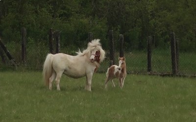 POMELO DEL NAVAJO, SHETLAND, FOAL.