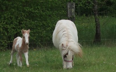 POMELO DEL NAVAJO, SHETLAND, FOAL.