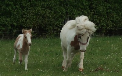 POMELO DEL NAVAJO, SHETLAND, FOAL.