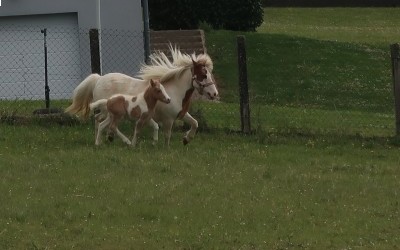 POMELO DEL NAVAJO, SHETLAND, FOAL.