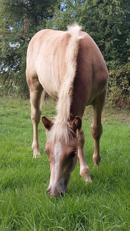 PUNCH WINZ DEL NAVAJO, HAFLINGER, FOAL.
