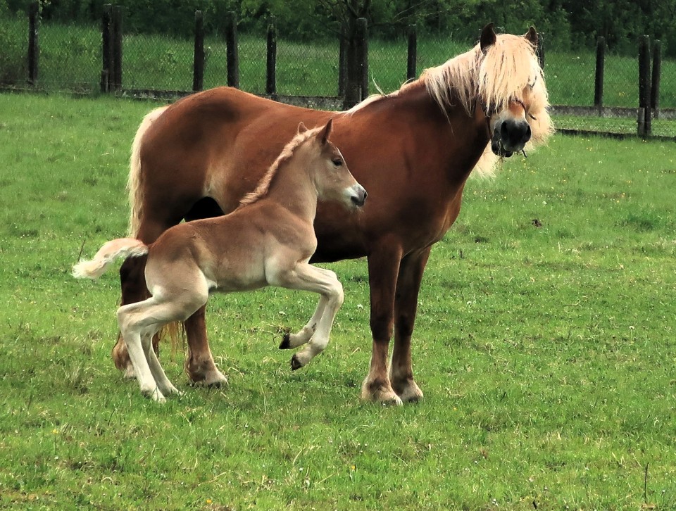 PUNCH WINZ DEL NAVAJO, HAFLINGER, FOAL.