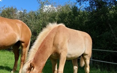 PUNCH WINZ DEL NAVAJO, HAFLINGER, FOAL.