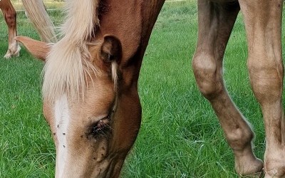 PUNCH WINZ DEL NAVAJO, HAFLINGER, FOAL.
