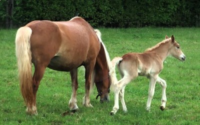 PUNCH WINZ DEL NAVAJO, HAFLINGER, FOAL.