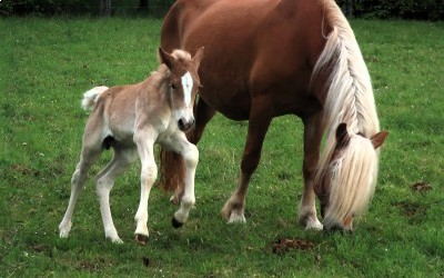 PUNCH WINZ DEL NAVAJO, HAFLINGER, FOAL.