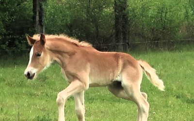 PUNCH WINZ DEL NAVAJO, HAFLINGER, FOAL.