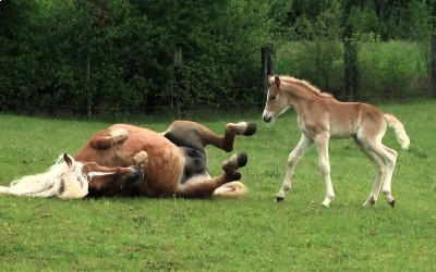 PUNCH WINZ DEL NAVAJO, HAFLINGER, FOAL.