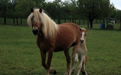 PUNCH WINZ DEL NAVAJO, HAFLINGER, FOAL.