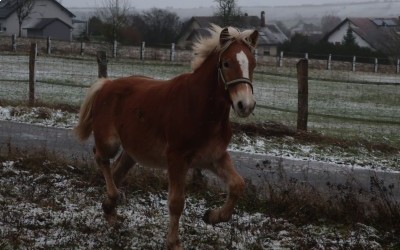 PUNCH WINZ DEL NAVAJO, HAFLINGER, 1 AN