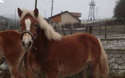 PUNCH WINZ DEL NAVAJO, HAFLINGER, 1 AN