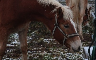 PUNCH WINZ DEL NAVAJO, HAFLINGER, 1 AN