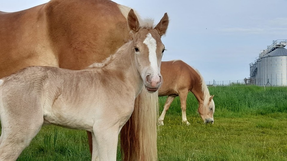 POMEROL AKSEL, HAFLINGER, FOAL