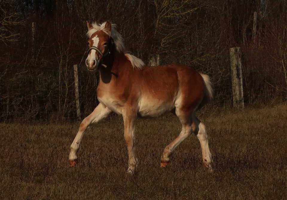 POMEROL AKSEL, HAFLINGER, 1 AN