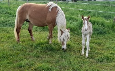 POMEROL AKSEL, HAFLINGER, FOAL