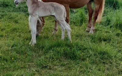 POMEROL AKSEL, HAFLINGER, FOAL