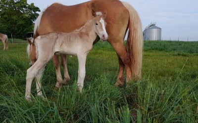 POMEROL AKSEL, HAFLINGER, FOAL