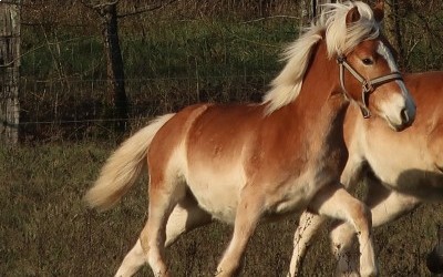 POMEROL AKSEL, HAFLINGER, 1 AN