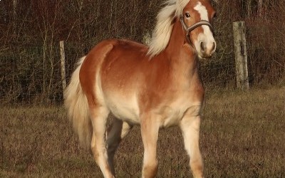 POMEROL AKSEL, HAFLINGER, 1 AN