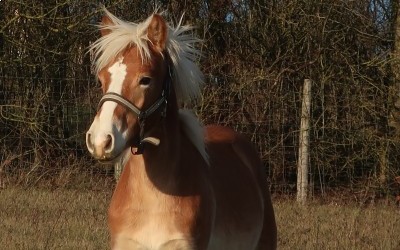 POMEROL AKSEL, HAFLINGER, 1 AN