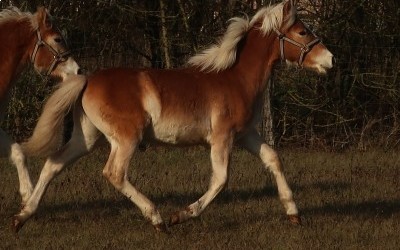POMEROL AKSEL, HAFLINGER, 1 AN