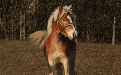 POMEROL AKSEL, HAFLINGER, 1 AN