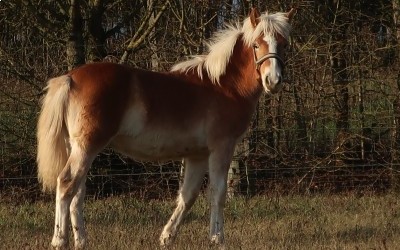 POMEROL AKSEL, HAFLINGER, 1 AN