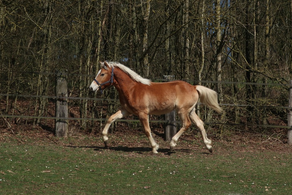 OJARO MAR DEL NAVAJO, HAFLINGER, 1 AN