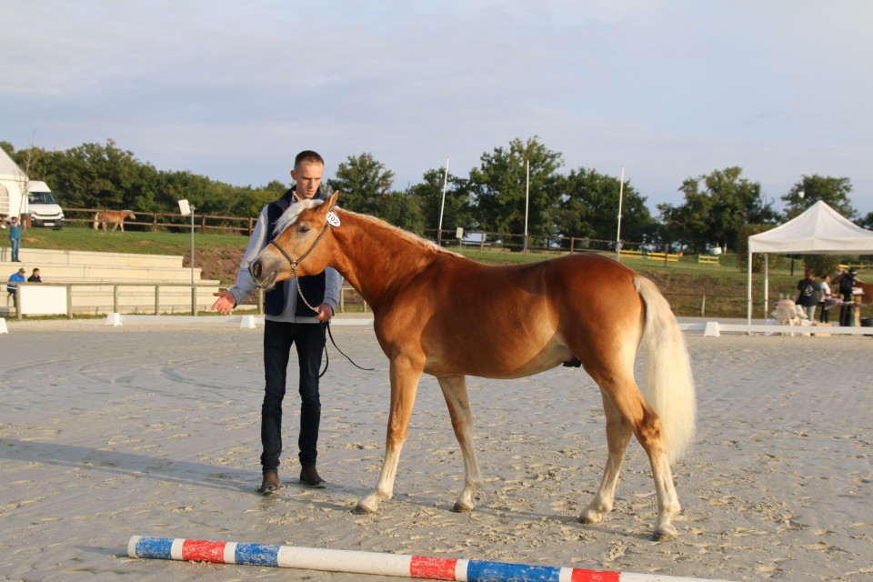 OJARO MAR DEL NAVAJO, HAFLINGER, 1 AN